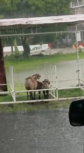 71K views · 853 reactions | Severe flooding in Grenada as a result of Hurricane Elsa | News Room | Facebook