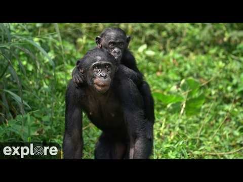 LIVE Baby Bonobo Cam: Nursery at Lola ya Bonobo Sanctuary – DR Congo | explore.org