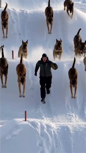 This drill separates elite from average ❤️🐾#k9training #dogobedience #malinois #dogshorts