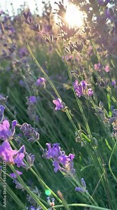 Lavender flowers in lavender bushes in the garden. Background. Close up. Summer time vibes. Illuminated by the golden evening sun. For video presentation, advertising. Vertical