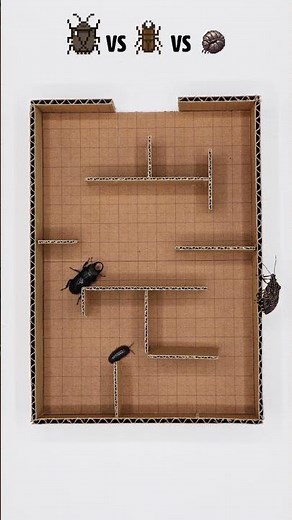 Pill Bug vs Stink Bug vs Stag Beetle! 🏁 Who is the Fastest?