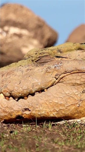 Look at all those teeth!👀#crocodile #predator