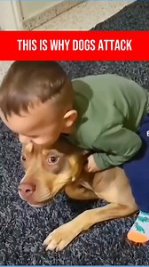A child sitting on a dog may seem innocent, but it's a major mistake in dog safety and child education. Dogs are not riding toys, and this kind of pressure can cause pain or discomfort, triggering fear-based or defensive aggression. Even the gentlest dog has limits. It’s crucial to teach children how to respectfully interact with dogs to prevent bites and trauma for both. Always supervise kids around pets and never allow rough or dominant play. #DogSafety #ChildAndDogSafety #RespectDogs #Supervi