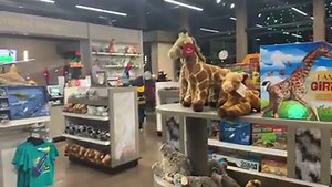 1.7K views · 39 reactions | The Zoo may be closed for the season, but the Gift Shop is still open! We’re open from 10 am to 2 pm Tuesday through Saturday. We’re also open during Gift of Lights 2020 Friday through Sunday, 5-9 pm through December 20. (If you’re looking to buy a Zoo calendar, that’s the place to get it!) The Gift Shop is not open December 24, 25, or 31. | Potawatomi Zoo | Facebook