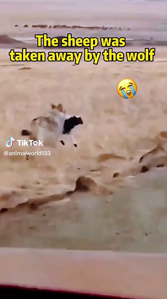 Protecting Animals: The Relationship Between Sheep and Wolves