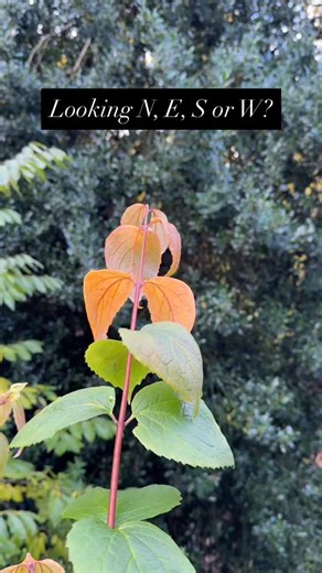 Best clues in leaf colours and angles. Answer tomorrow, good luck! 🍀 Please share if you enjoy these 👍 #naturalnavigation #botany #thehiddenseasons #bushcraft #natureconnection | The Natural Navigator
