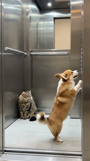 creating problems in an elevator