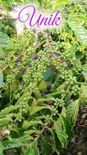 COFFEE TOP || SHORTS