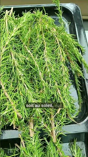 Cut rosemary: don't throw it away! 🌿 #gardening #vegetablegarden