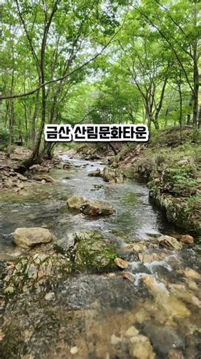 시원한 계곡이 있는 금산 산림문화타운 #여름여행 #계곡 #충청도계곡 #여름 #여름휴가 #계곡여행 #금산군 #금산여행 #금산산림문화타운