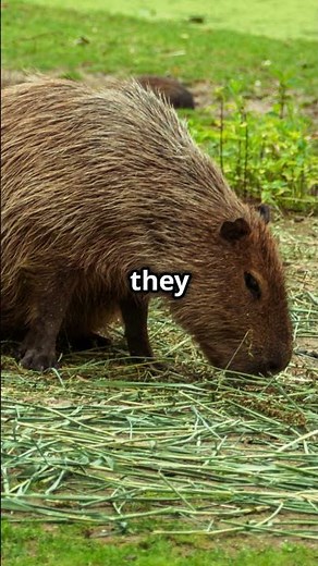 What Do Capybaras Eat? 🦫 #capybara #animaldiet #wildlife #rodents #naturedocumentary