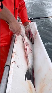 Getting Hands Dirty With a Fresh Catch!