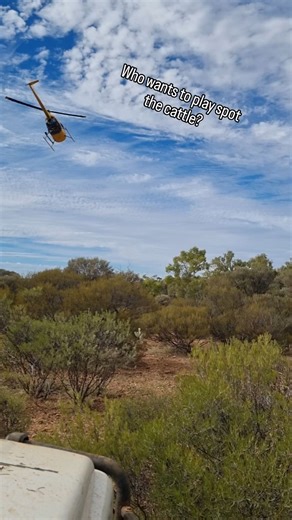 The chopper digging a few out of the bushes. #helicopter #mustering #cattle | Bulldust_and_mulga