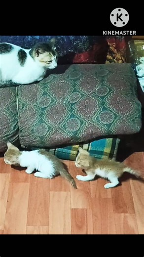 funny cat playing with eachother #cat #cats #catvideos #catshorts #playing