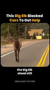 Many drivers were confused at first. One man followed and saw why it mattered | Brilliant Future