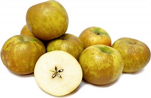 Ashmead's Kernel - Alchetron, The Free Social Encyclopedia
