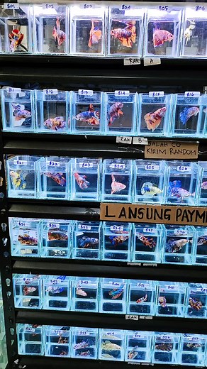 Bobby Rachman on TikTok