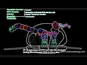 Protein synthesis animation | Translation in prokaryotes | Prokaryotic translation animation