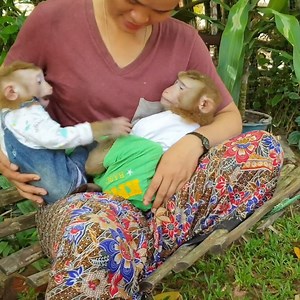 208K views · 25K reactions | Aha Yoko Extremely Cry and Angry With Brother Koko | Monkey Koko | Facebook