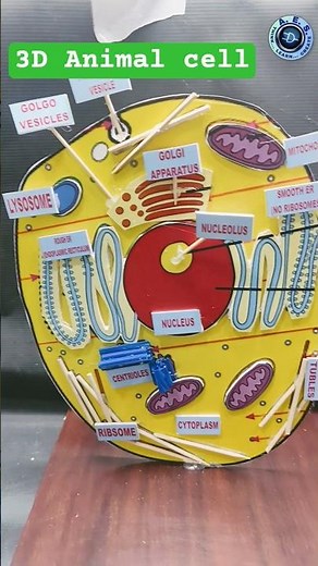 🧬 DIY 3D Animal Cell Model | Biology Working Project