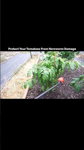 Save Your Tomatoes Before It’s Too Late 🍅#TomatoCare #GardenTips #Hornwormcontrol #plantprotection