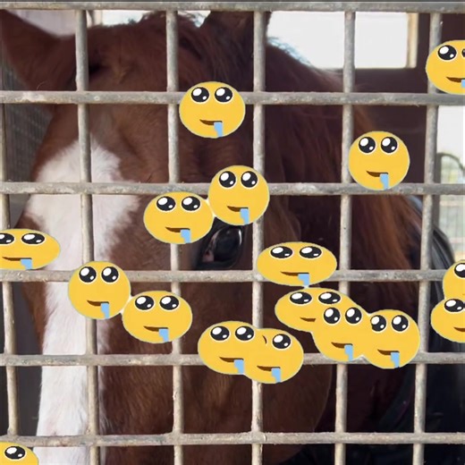 Celebrating Cheval Grand's Birthday