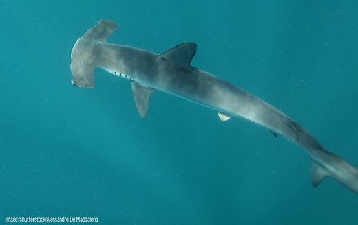 Smooth Hammerhead Shark | Oceana