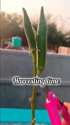 Okra Harvesting Today! Fresh Bhindi From My Garden 🌱✨ #ytshorts #shorts