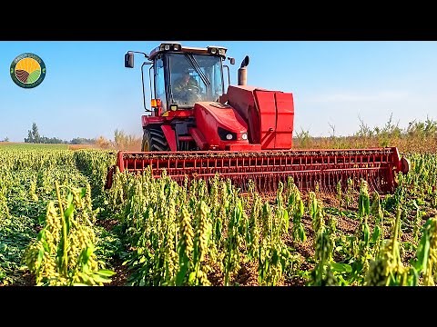 How Farmers Harvest Sesame Seeds by Machine: Making Tahini, Sesame Oil, Halva | Farming Documentary