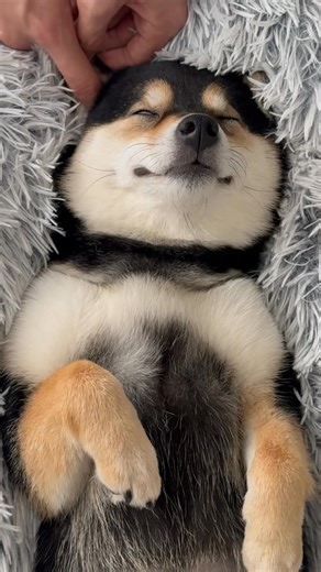 massage dogs king | VILLA VECCHIA 1865