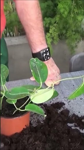 Gardening: How to propagate Stephanotis floribunda (Madagascar jasmine) indoor houseplant