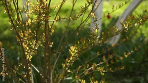 Branches of bushes and trees covered with green foliage. Stock Video
