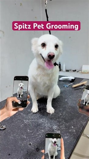 For Pet Grooming Appointment Call 📞 us 04651 - 222397 #vmpetsmart #petshop 🐾