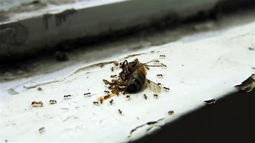 ant vs bee