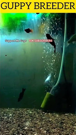 @GUPPYDELHI96 खूबसूरत मछली पालने के लिए||Molly Fish Tank|| Platy Fish|| Apple Snails|| 😍🐟