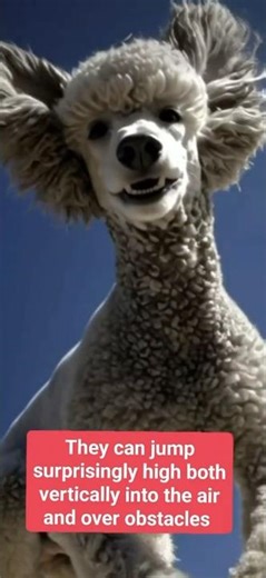 Poodle Facts That show how extraordinary they are!