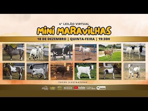 4° LEILÃO VIRTUAL MINI MARAVILHAS