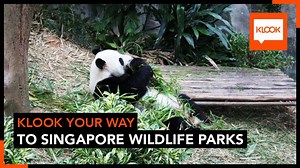 306K views · 4.4K reactions | Monkey see, monkey do!  Have you been to the River Safari, Night Safari and Singapore Zoo? Klook yourself to Singapore's award-winning wildlife reserves and skip the lines with e-tickets sent straight to your mobile phone! 憐 Singapore Zoo >> https://goo.gl/GneJjo  River Safari >> https://goo.gl/utwREi 驪 Night Safari >> https://goo.gl/sfYaUB Check out other must-do Singapore activities here!  https://goo.gl/dTezj8 | Klook | Facebook