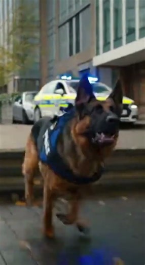 German police dog chasing monkey stealing handbag