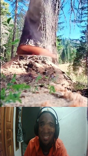 The Moment the Tree Falls 😲#treefelling #reelsviralシ #fypreels #trees | Bill Stuck