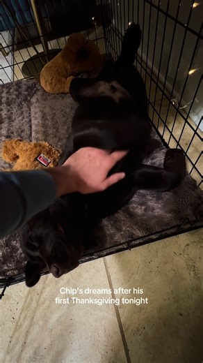 Chip The Chocolate Lab on Instagram: "Best night EVUR!!! #dogsofinstagram #puppy #labradorretriever #puppiesofinstagram #labrador #labpuppy #labradorpuppy #puppylove #chocolatelabrador #puppiesofinsta #chocolatelab #thanksgiving #thankful"