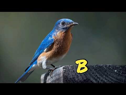 Animal Alphabet (Inspired by Thomas Carr)