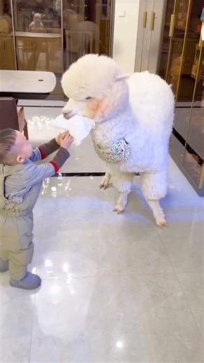 Cute Alpaca Helping Kid 🦙💖 | Adorable Moment #CuteAlpaca #AlpacaLove #AdorableAnimals #Shorts
