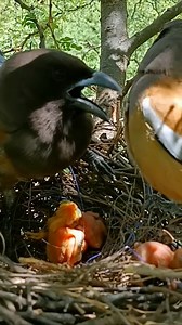 [ E#981 ] - Review bird nest family daily life in their nest | Review mother birds bring food to feed her chicks in the nest!! #reviewbirdnest #birdslover #naturelovers #birdsounds #birdschirping #birdsofinstagram #birdlife #birds #birdswatching #birdsnest #wildbirdsphotography #birdsforest | Bird Plus Nature