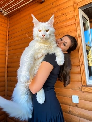 4K reactions · 393 shares | Meet Kefir, the world's largest Maine Coon kitten, weighing 27 lbs and still growing!Despite being young, the cat is already breaking records.The cat's owner, shared some fun facts about Kefir, a giant, regal-looking white Maine Coon, and how it’s gaining attention for its size.➡️Check out more of its photos in the comment box below⬇️⬇️ | About Everything | Facebook
