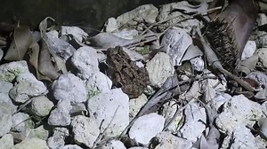 South Fort Myers woman on crusade to rid area of bufo/cane toads