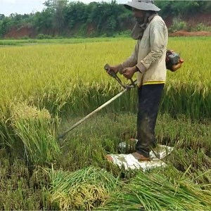 60M views · 526K reactions | Cutting rice with a hand-cut machine too fast | Daily Post | Facebook