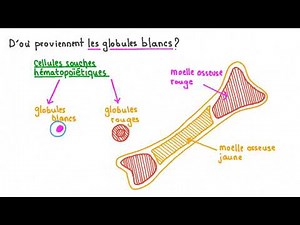 Système Immunitaire : Organes, Cellules et Mécanismes de Défense 🛡️🔬 | Tout Savoir !