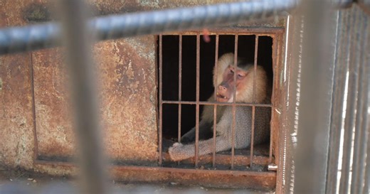 A baboon escapes from the Sancti Spíritus zoo, prompting a mobilization of special troops for its capture