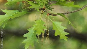 Quercus rubra, northern champion is oak tree in red oak group (Quercus section Lobatae). It is native of North America, in eastern and central United States and southeast and south-central Canada.